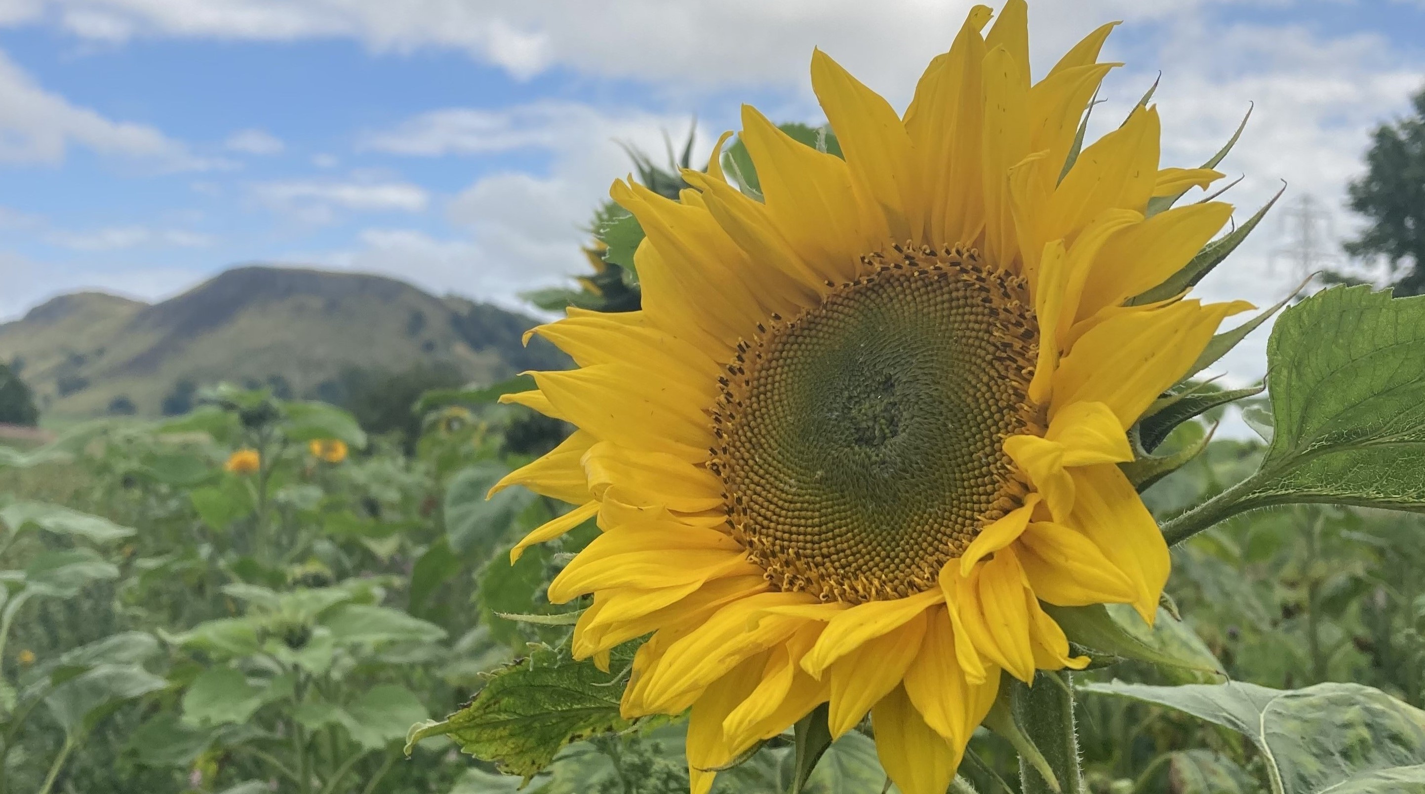 Sunflower Bouquet